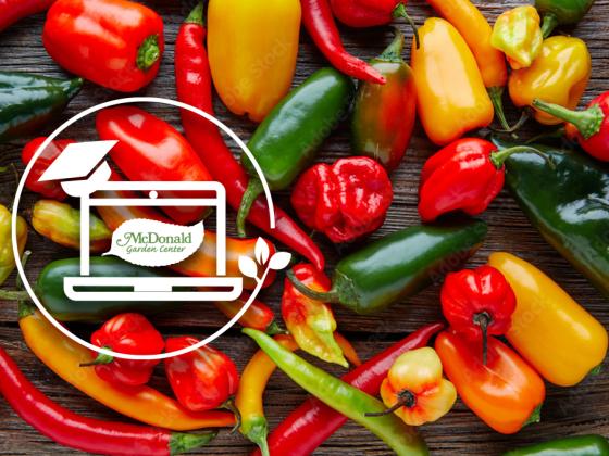 From Sweet to Scorching: A Show and Tell of the Garden Guru's Favorite Peppers