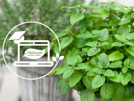 The Garden Guru’s Secrets to Growing Herbs, McDonald Garden Center
