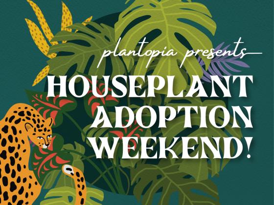 Plantopia Presents: Houseplant Adoption Weekend!