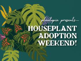 Plantopia Presents: Houseplant Adoption Weekend!