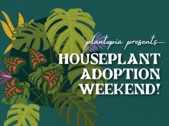 Plantopia Presents: Houseplant Adoption Weekend!