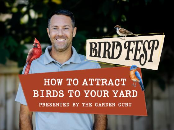 How to Attract Birds to Your Yard Presented by the Garden Guru