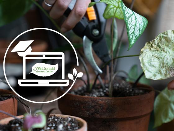 How to Prune your Houseplants