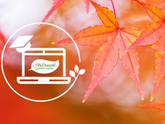 Japanese Maples 101, McDonald Garden Center