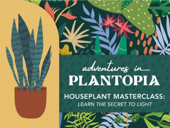 Houseplant Masterclass: Learn the Secret to Light