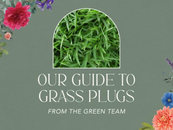 The Green Team's Guide to Grass Plugs