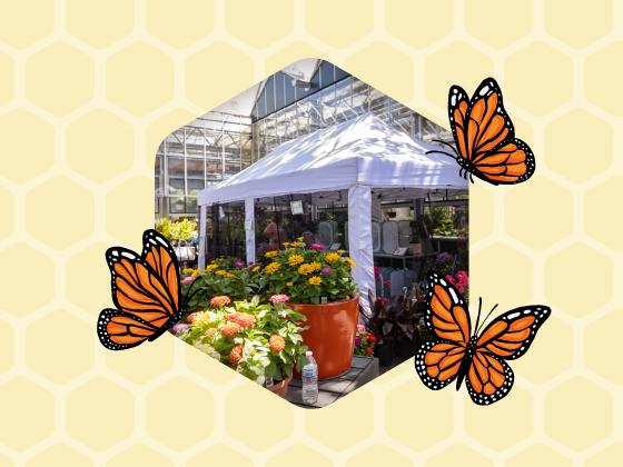 Monarch Butterfly Tent