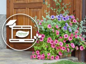 Porch Pots with Pizazz: How to Make a Beautiful Porch Pot Bursting with Blooms