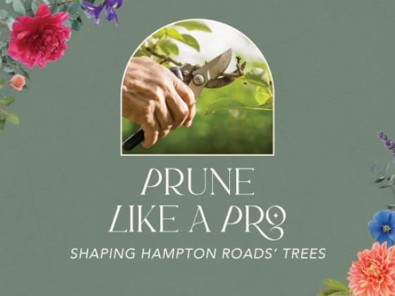 Prune Like a Pro: Shaping Hampton Roads' Trees