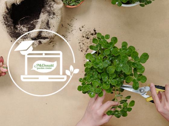 Pruning Houseplants, McDonald Garden Center