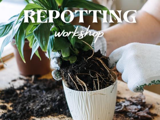 Repotting Workshop