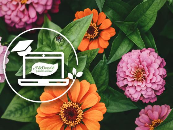  Revitalizing Your Annuals for Summer 