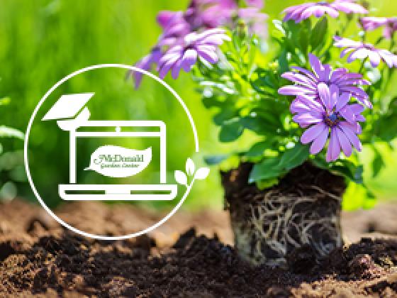 Spring Showcase Special: The Garden Guru’s Secrets to Creating a Spring Garden, McDonald Garden Center