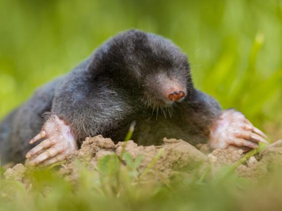 Solutions to Moles & Voles