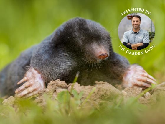 Solutions to Moles & Voles