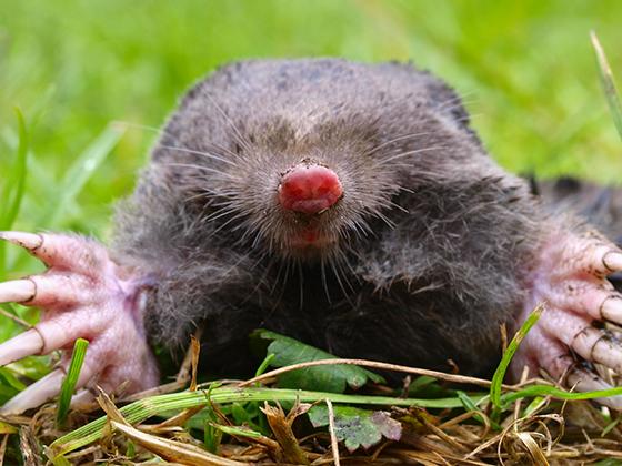 Solutions to Moles & Voles In-Store Seminar