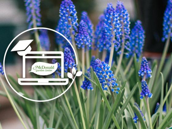 Online Webinar: Spring Showcase Show & Tell 