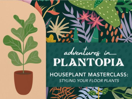 Houseplant Masterclass: Styling your Floor Plants