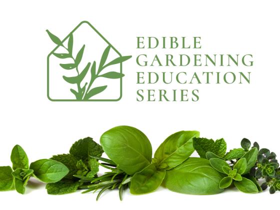 Growing Herbs