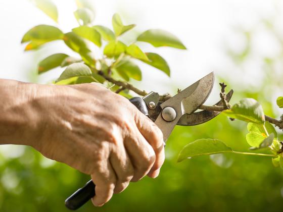 Winter Pruning Seminar