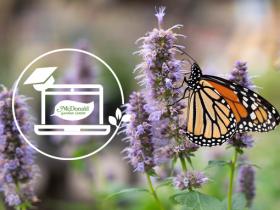 Pollinator Week- How to Attract Pollinators to your Garden, McDonald Garden Center