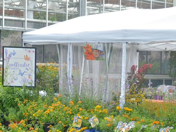 The Butterfly Tent