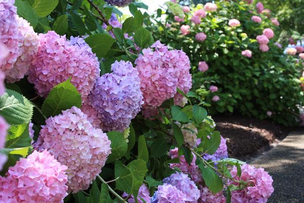 McDonald Garden Center Photo