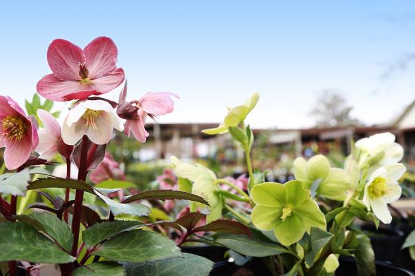 Hellebores