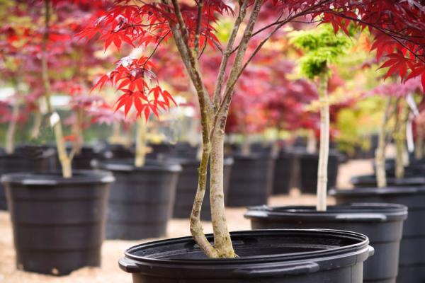 McDonald Garden Center Photo