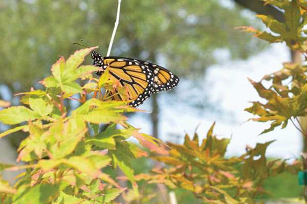 McDonald Garden Center Photo