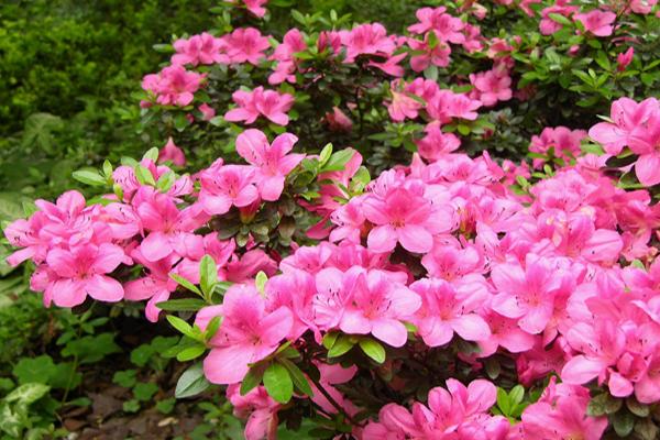 McDonald Garden Center Photo