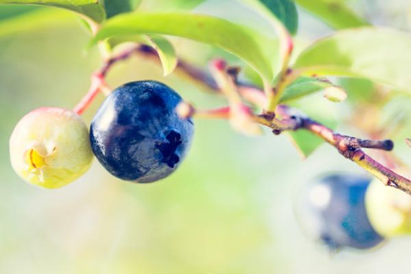 Blueberry Basics, 6 Simple Steps to Growing Great Blueberries
