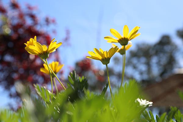 McDonald Garden Center Photo