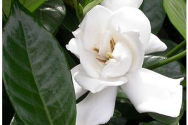 McDonald Garden Center Photo