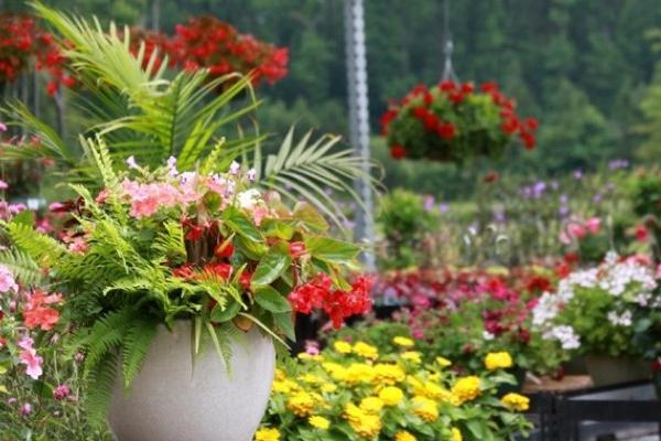 McDonald Garden Center Photo