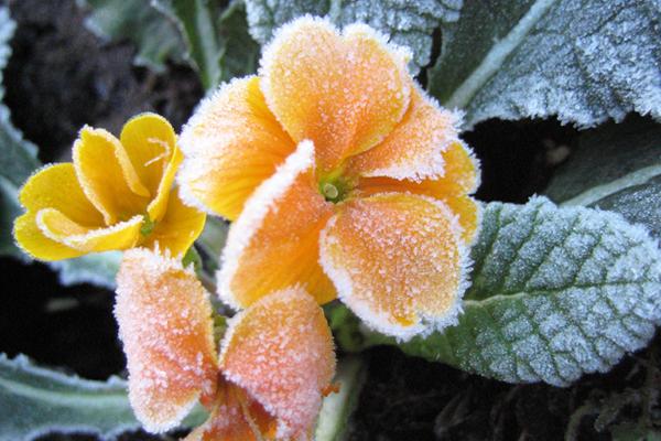 McDonald Garden Center Photo
