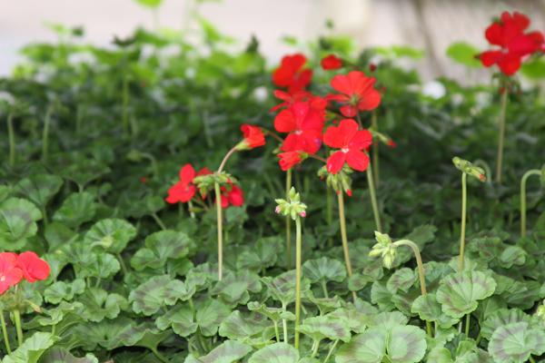 McDonald Garden Center Photo