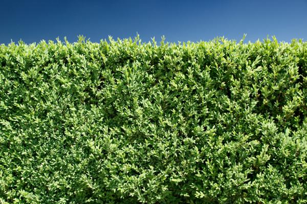 Living Fences - The Best Screening Evergreen Shrubs