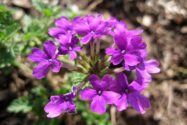 Homestead Purple Verbena, perennials, deer resistant