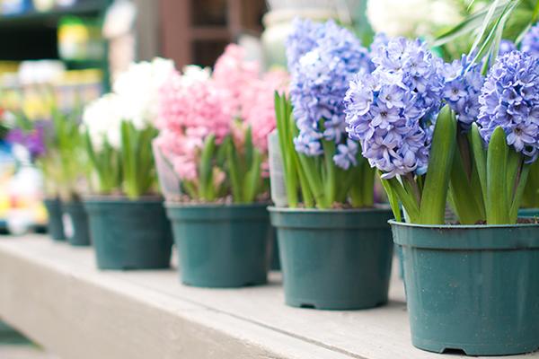 McDonald Garden Center Photo