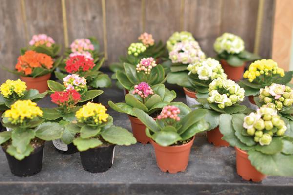 McDonald Garden Center Photo