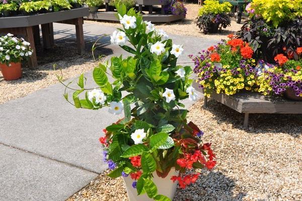 McDonald Garden Center Photo