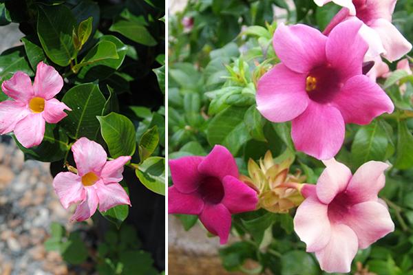 McDonald Garden Center Photo
