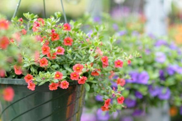 McDonald Garden Center Photo