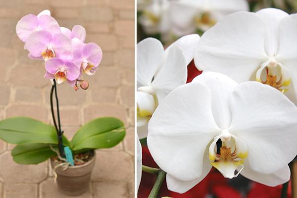 McDonald Garden Center Photo