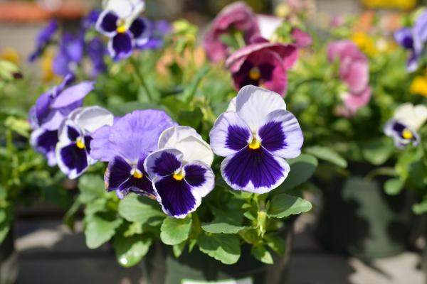 McDonald Garden Center Photo