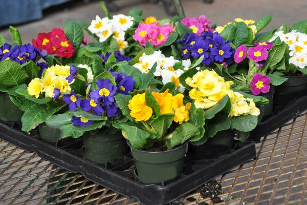 McDonald Garden Center Photo