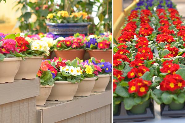 McDonald Garden Center Photo