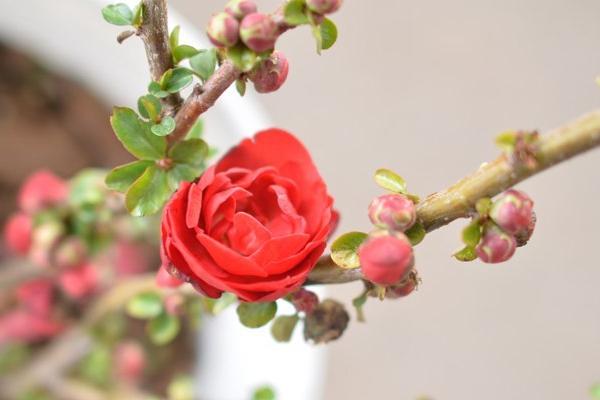 McDonald Garden Center Photo