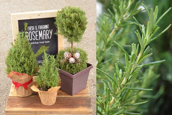 Rosemary Topiaries